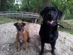 Ollie en Boefje